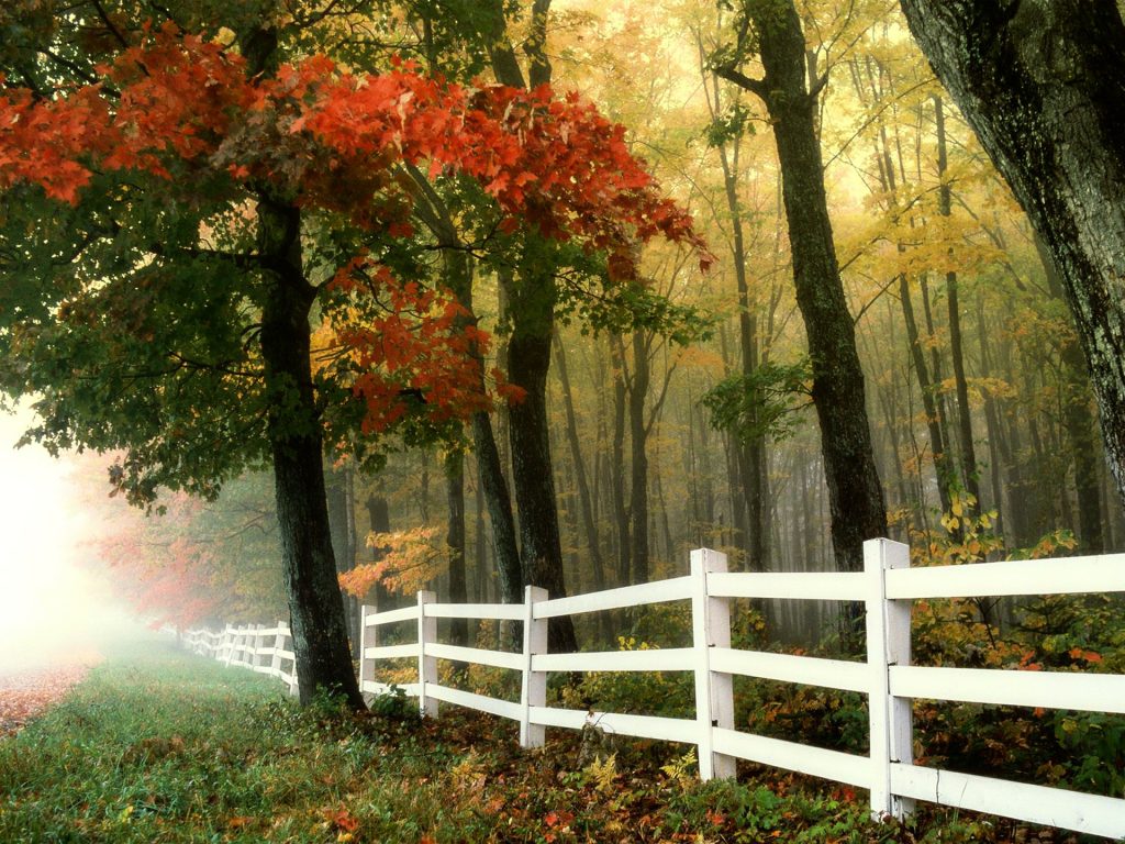 Weißer Zaun im Wald bei Herbst